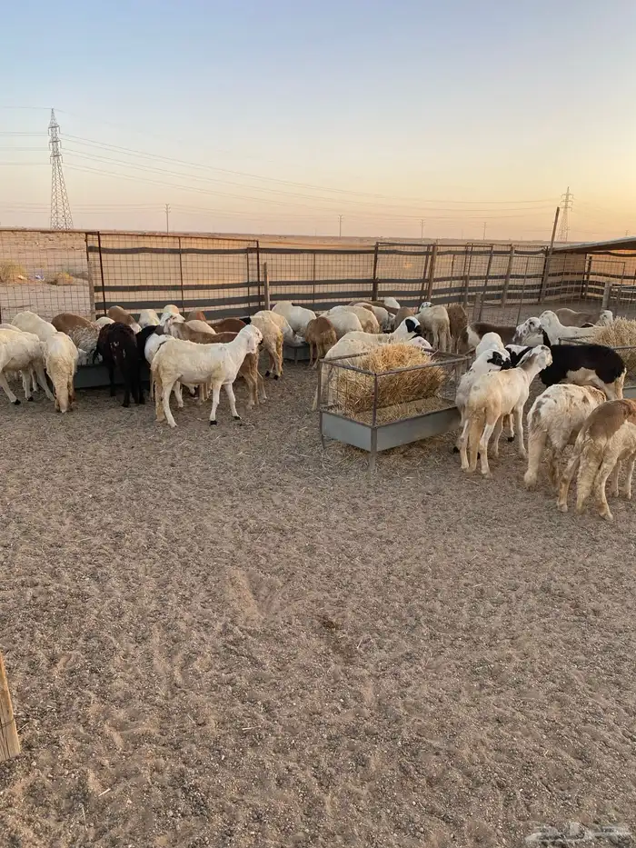 سواكن مرابي جذعان 3