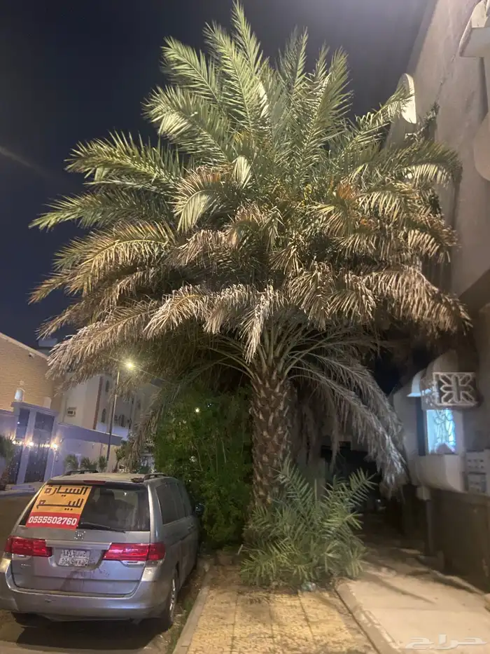 نخل للبيع 2
