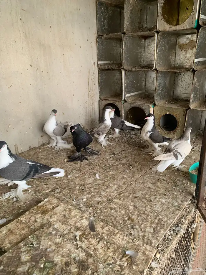 حمام 2