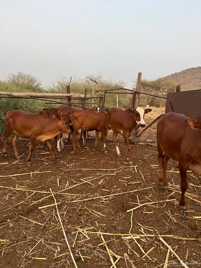 4خبيش بفحلها مراح واحد بقر بلدي 3