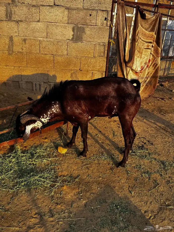 فحل ادهم ادبس 1