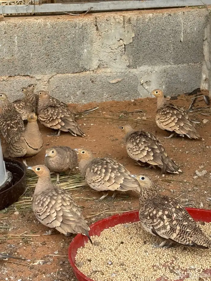 حبشي دجاج رومي بط قطا حجل فزنت 5