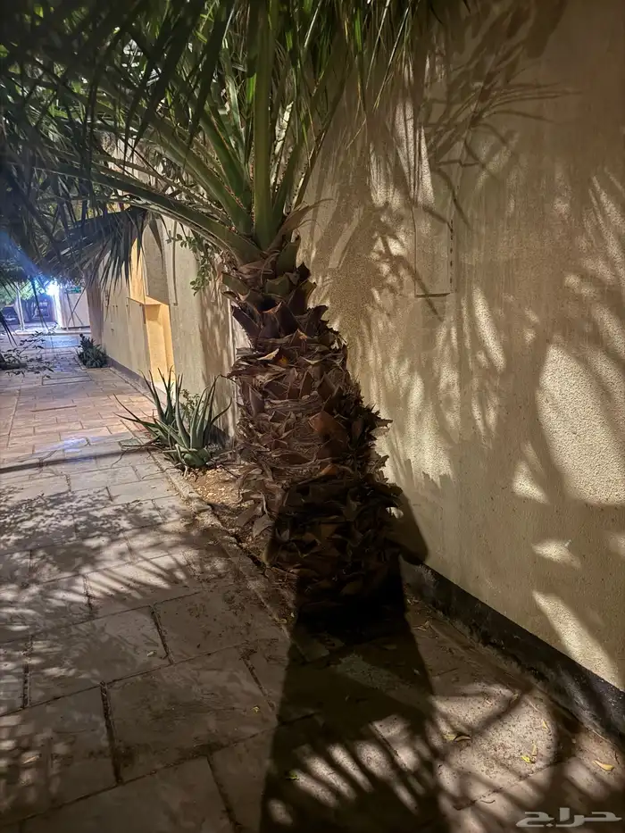 نخله واشنطني واشنطن الجبيل 7