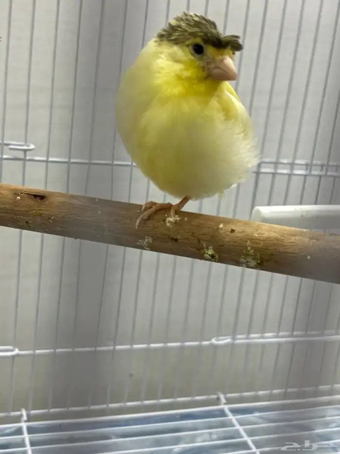 عصافير كناري كرست 2