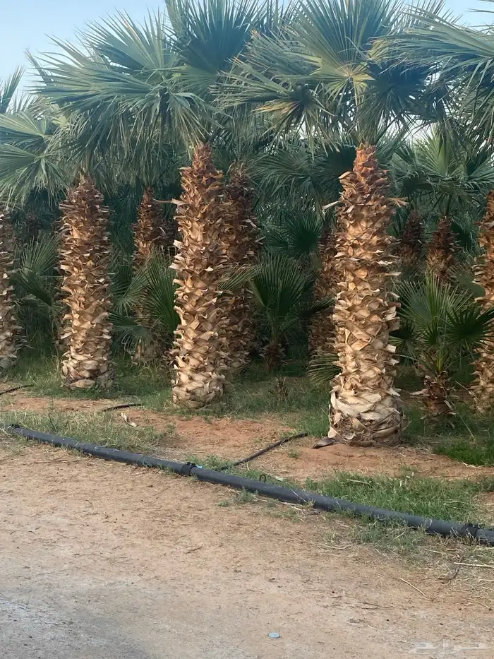 نخل واشنطني 2م 150 ريال 1.5 م 80 ريال 1م 30 ريال 0