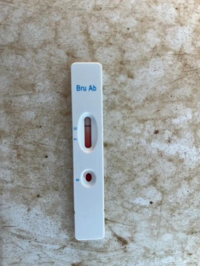 طلي نجدي فحل صنف (تم البيع) 6