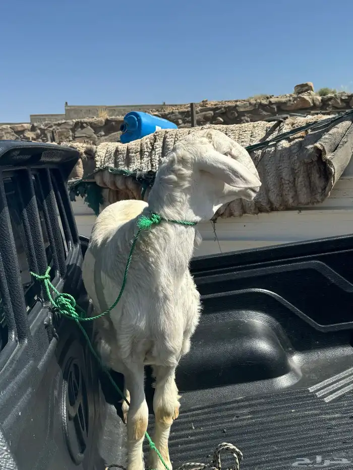 خروف جذع مشروع فحل للبيع 5