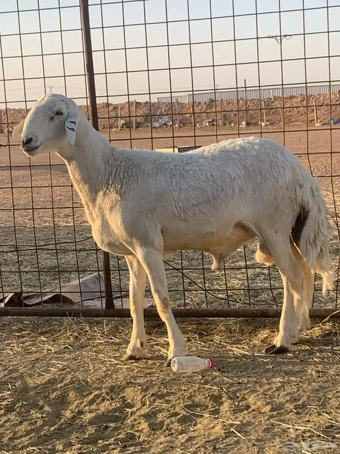 فحل حري صنف ثني مشروط 0