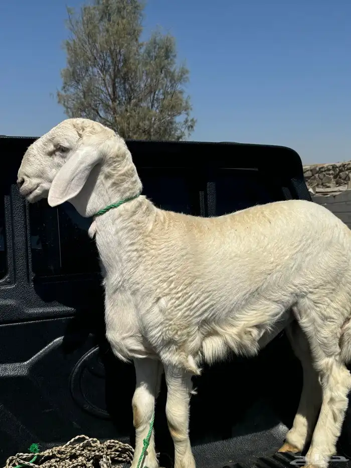 خروف جذع مشروع فحل للبيع 4