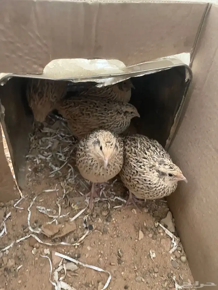 سمان. فري. للبيع منتج الصامل يجي  دجاج فيومي بياض 3