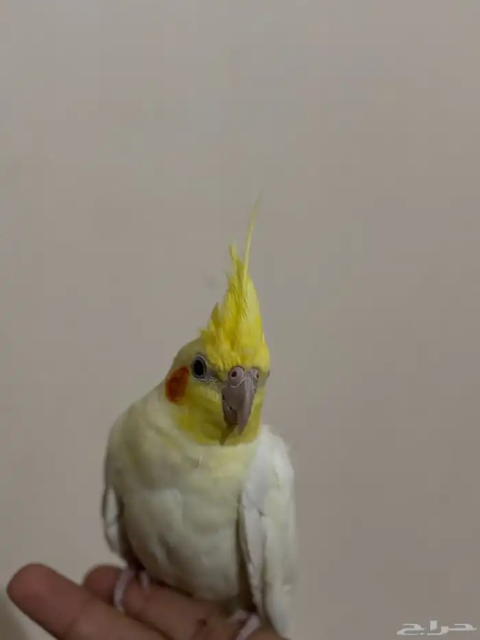 زوج كوكتيل 3