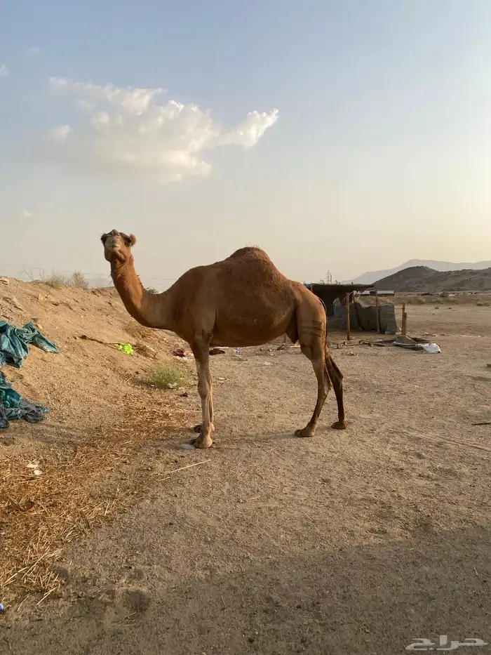 للبيع ناقه ساحليه حمرا ( تم بيع خارج موقع 0