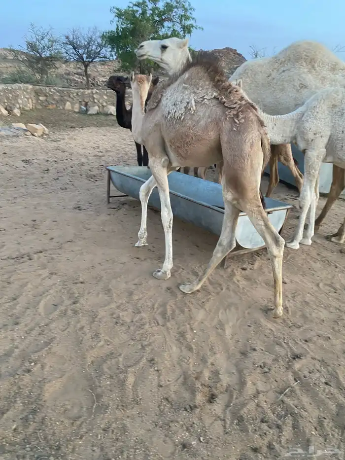 حاشي لباني شراكه الذبح بكره. باقي ربع وثمن 1