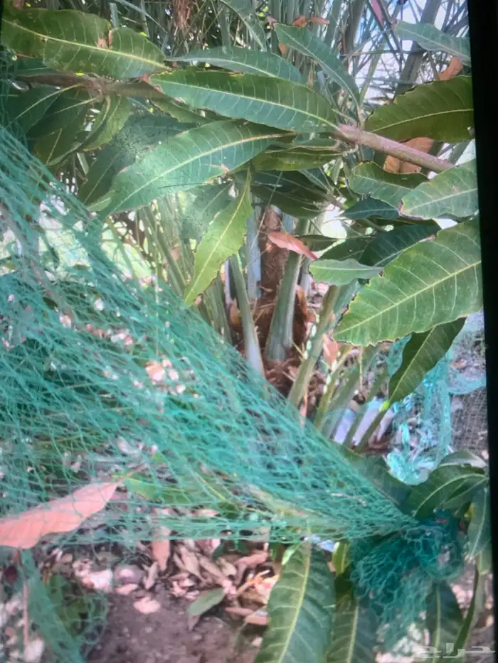 نخل الكبيرة 200 الصغيرة 150 0