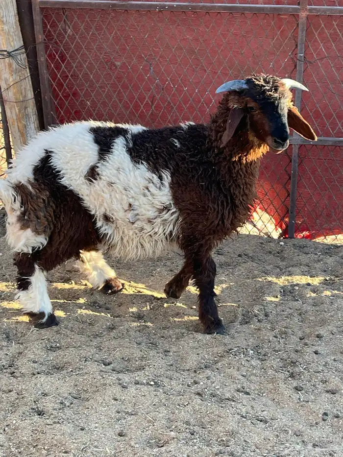 هرفي حري تيوس 8