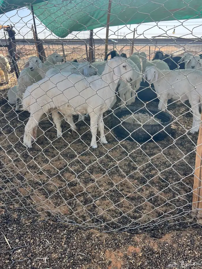 ذبايح ذبائح 45