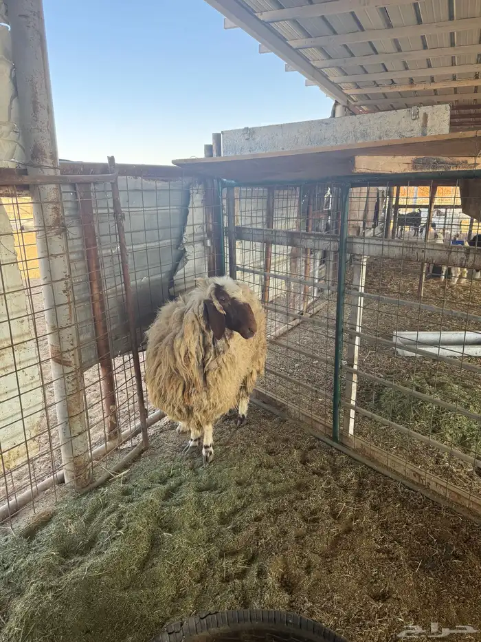 عرضين نعيميه متبع وحريه حايل 1