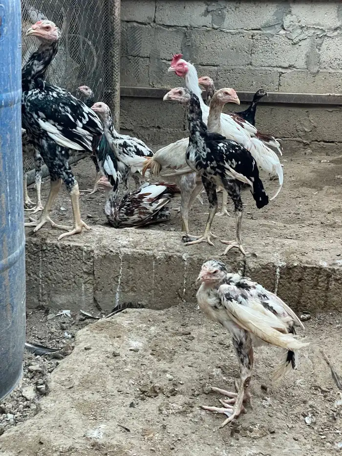 للبيع دجاج باكستاني سندي جمله 6