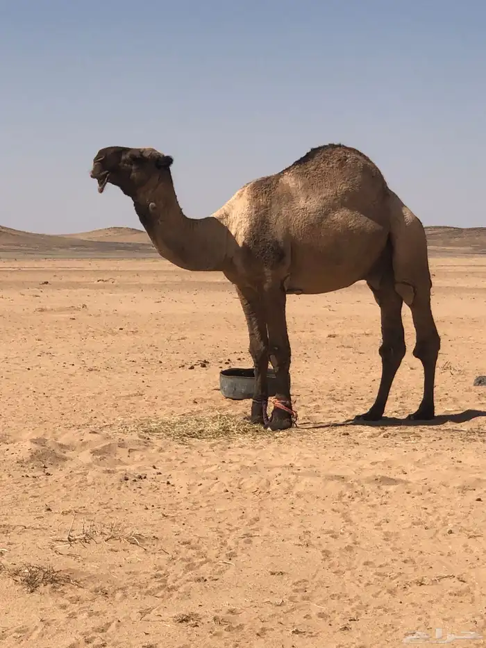 بعير اصفر سنه رباع ضراب وطبع 0