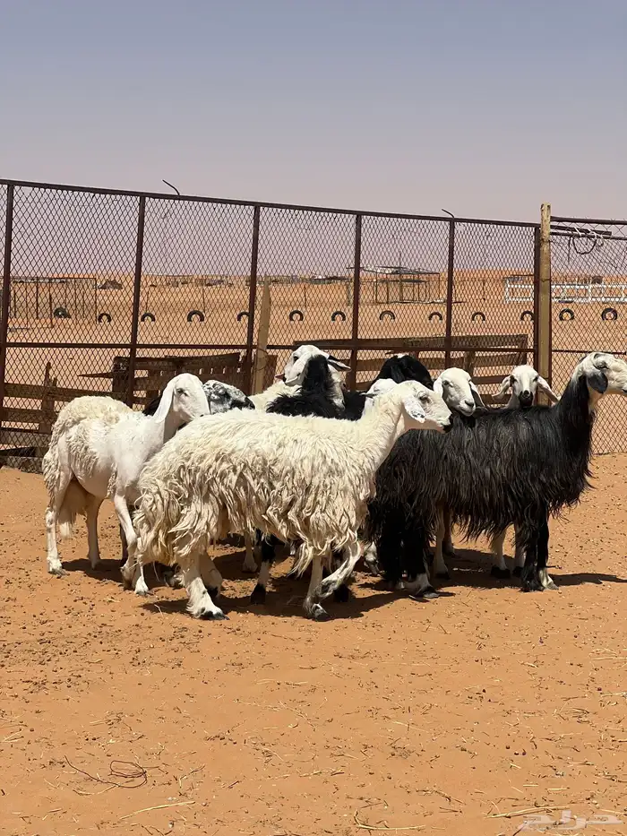 ضأن صنف وطيبه 11مع الفحل 2