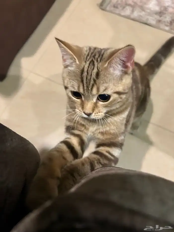 قطو سكوتش ستريت للتبني 0