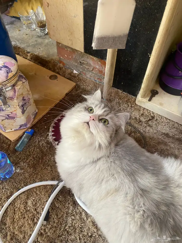 قطوه للبيع 2