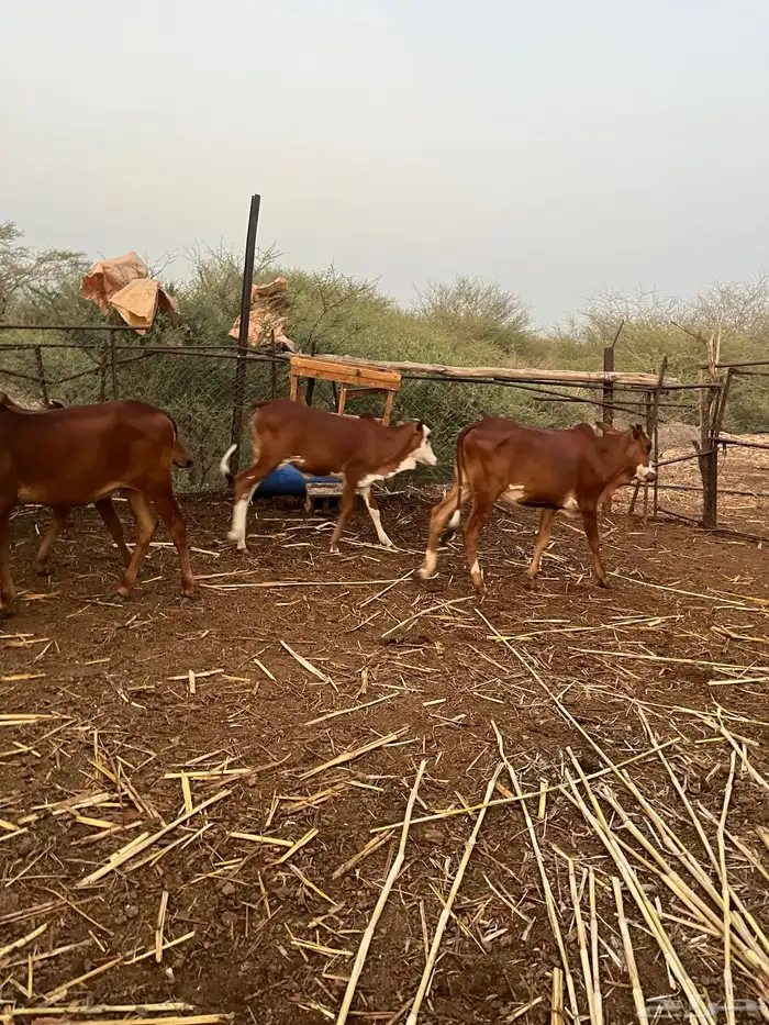 4خبيش بفحلها مراح واحد بقر بلدي 0