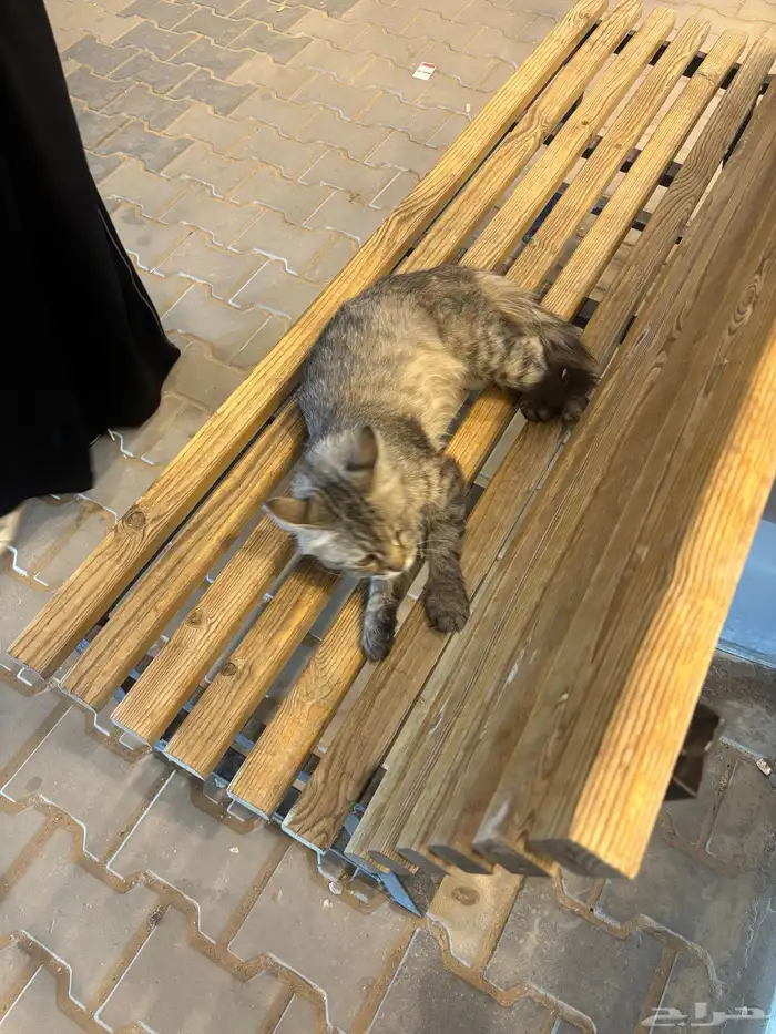 قطوه ضايعه بالحفر 1