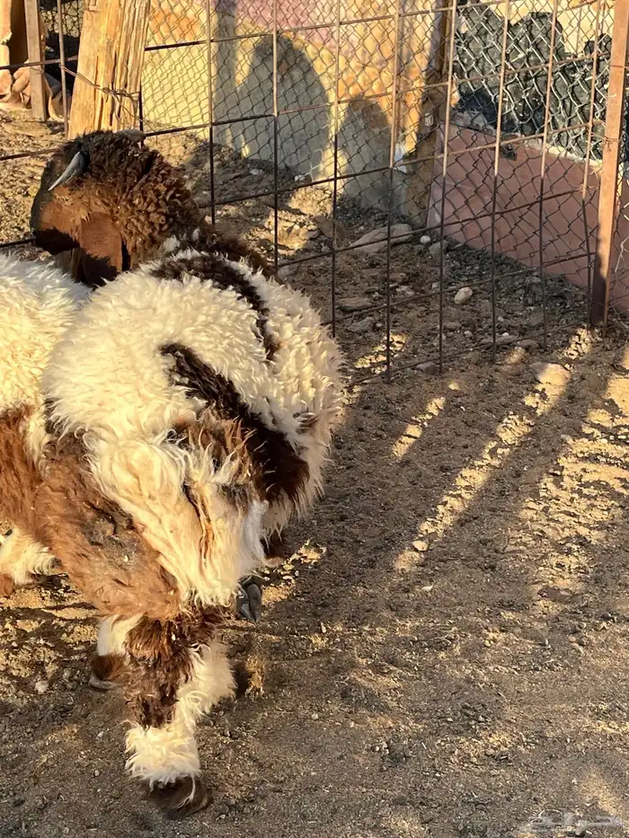 هرفي حري تيوس 5