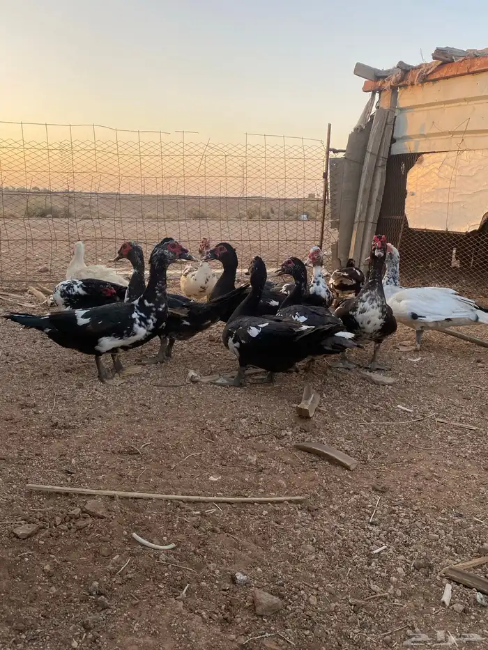 ذكور بح 3
