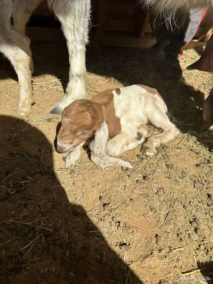 عنز شاميه خصم حدرها تيس وجفره 7