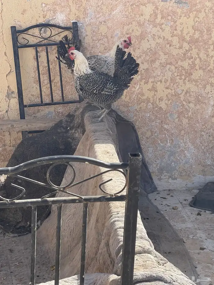 سمان. فري. للبيع منتج الصامل يجي  دجاج فيومي بياض 9