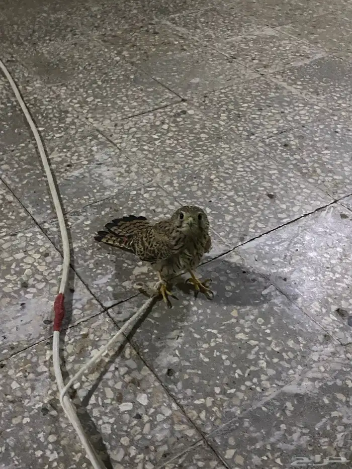 بأشق 1