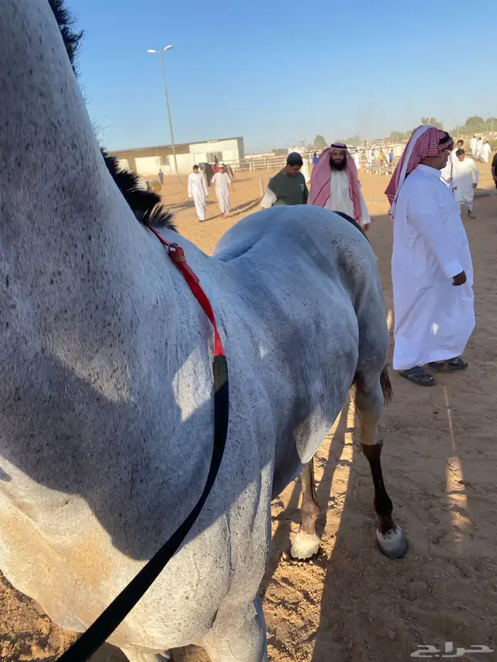 حصان شعبي بطل برصيده 18 كسبه. 1