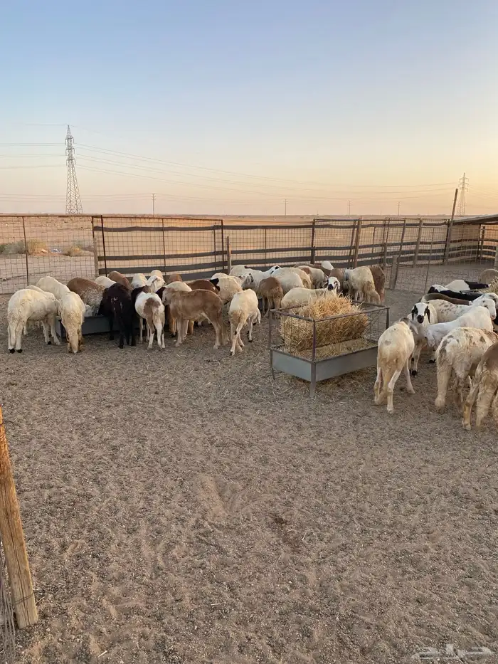 سواكن مرابي جذعان 0
