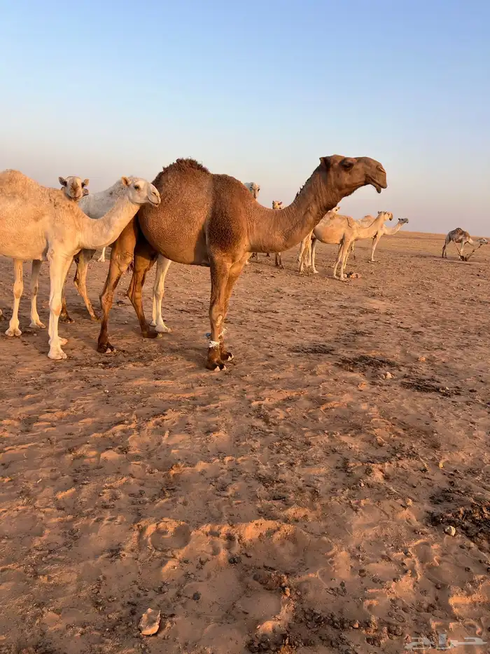للبيع بعير اشعل قشعاني 0