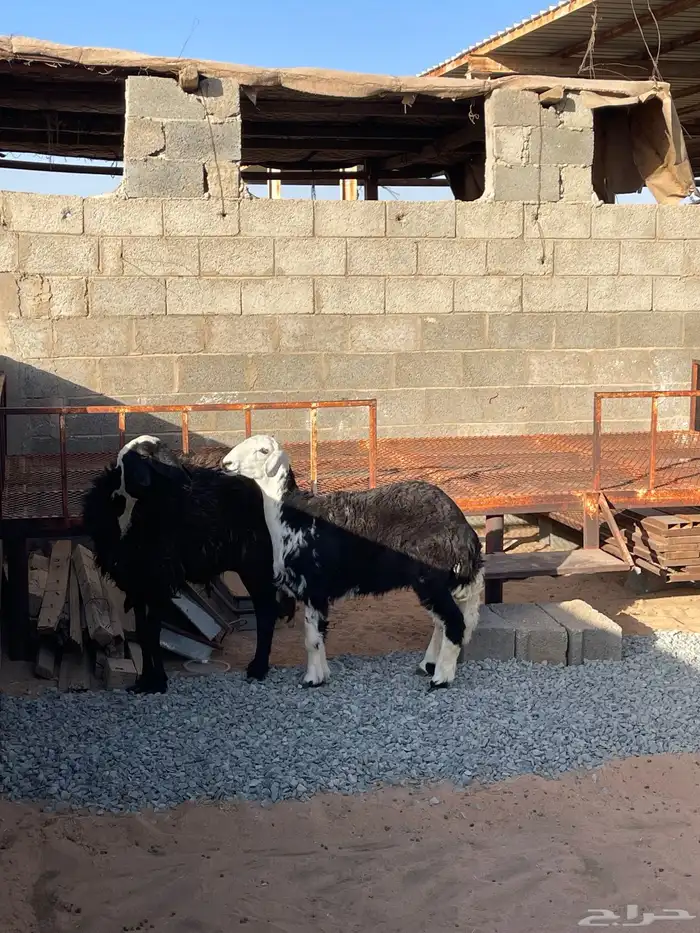 خلفة نجدية 1