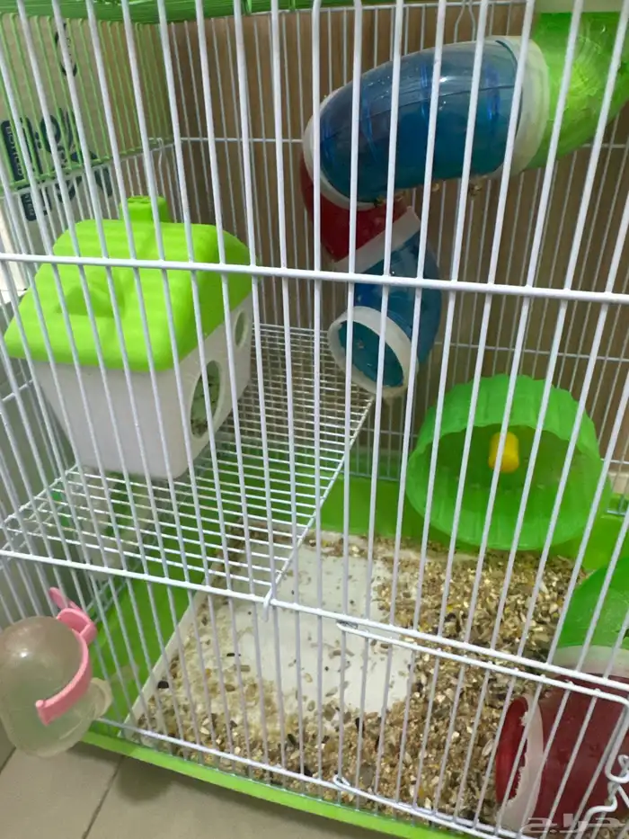 هامستر ابيض لعوب معه قفص واكل وموية 3