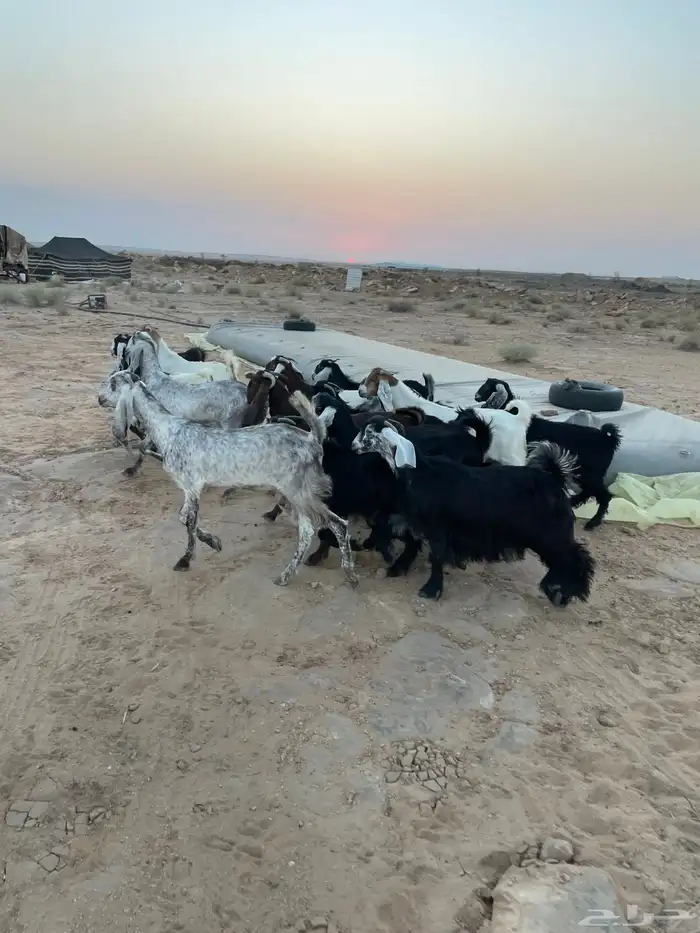 جفرات مقاني 2