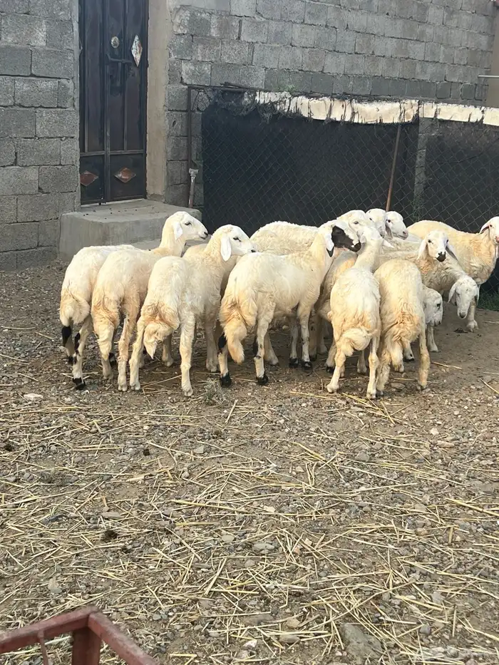 خرفان ذبايح للبيع 0