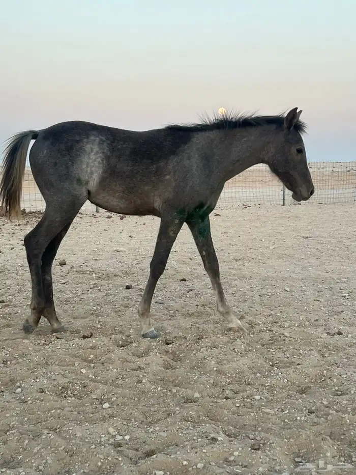 مهرة ست شهور 0