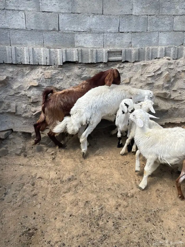 غنم للبيع 4