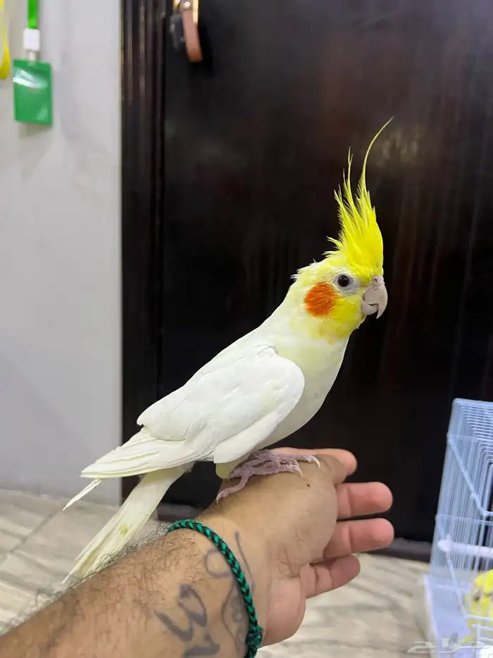 كروان اليف لاتينو 0