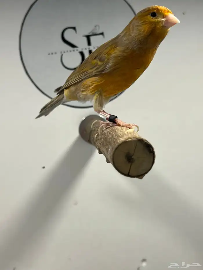 جوز كناري منتج (( تم البيع )) 0