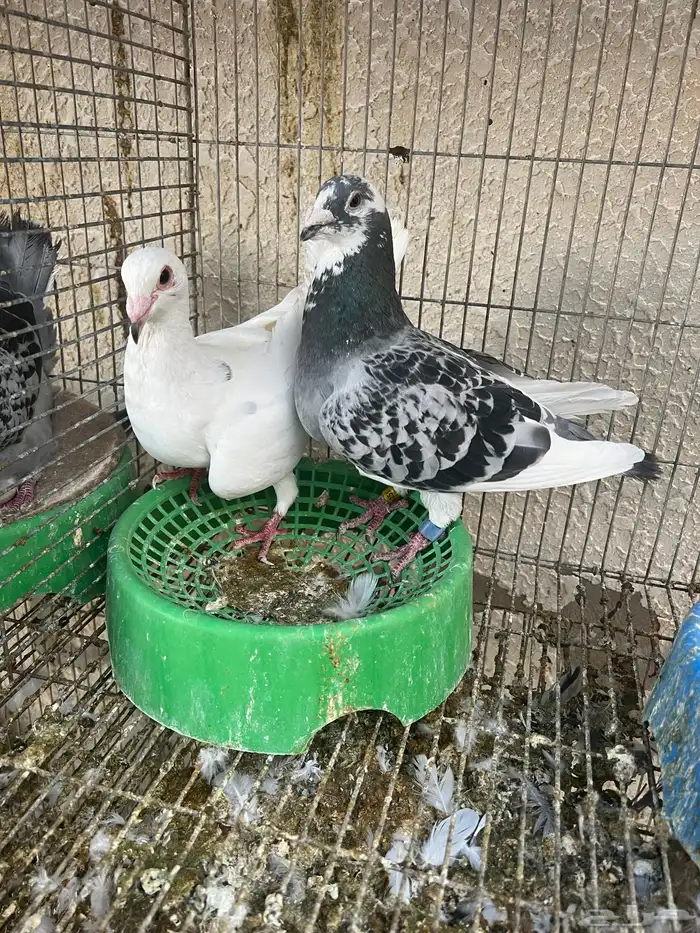 جوز حمام زاجل 0