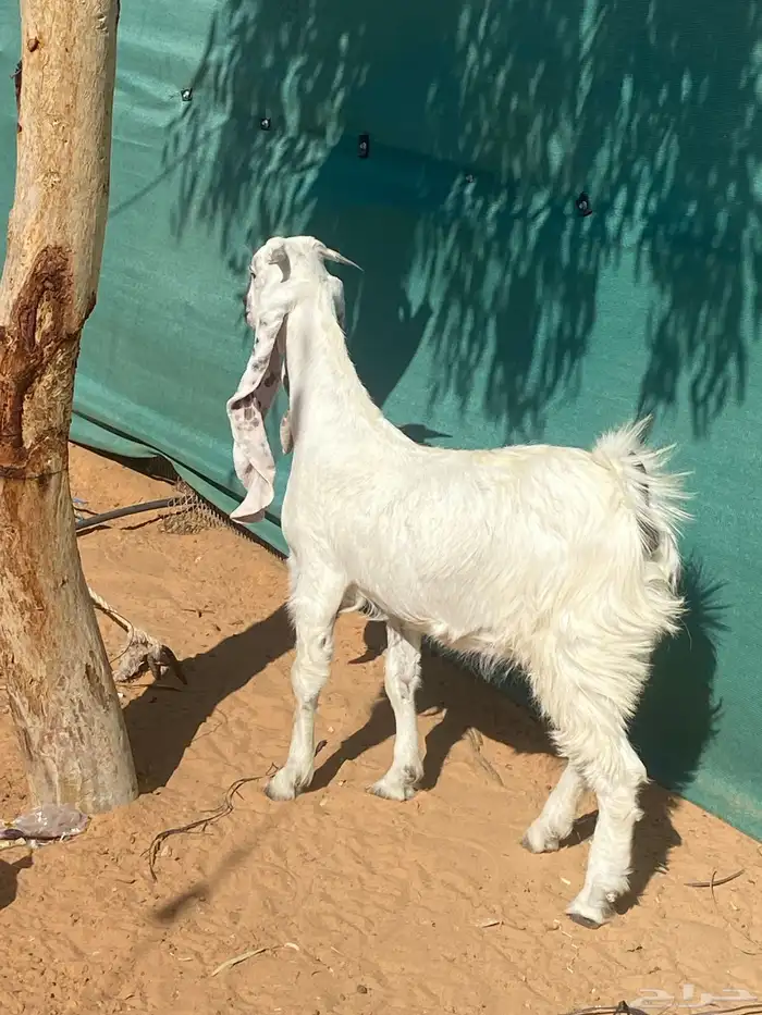 حفره مطوره من النوادر 1