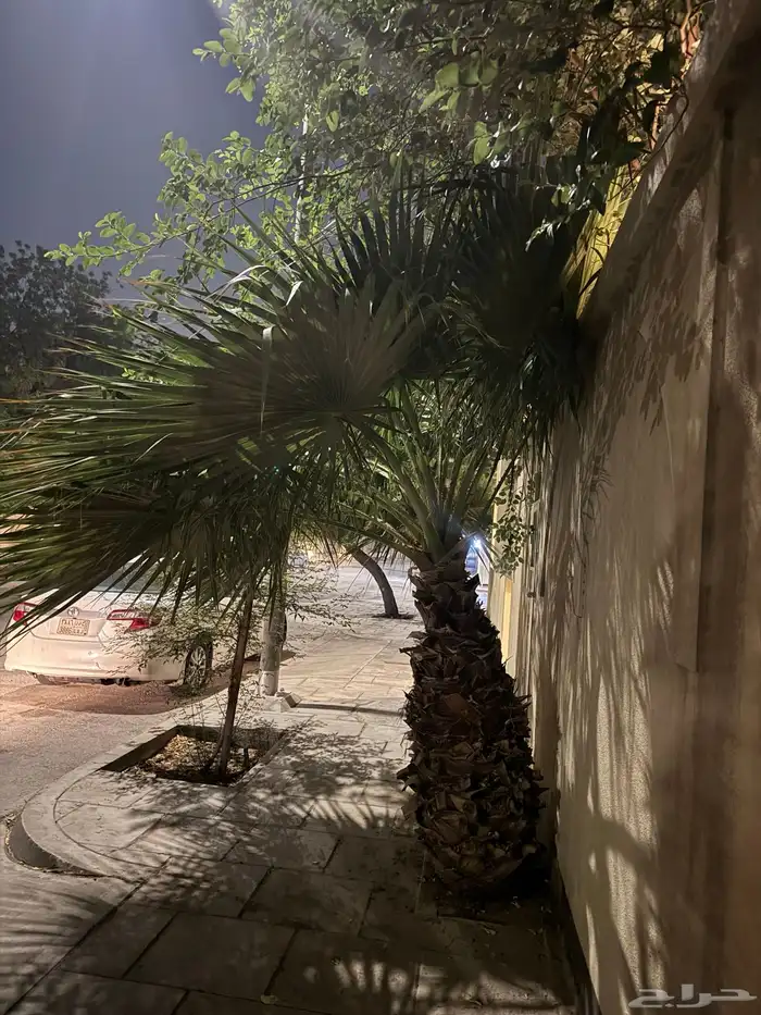 نخله واشنطني واشنطن الجبيل 0