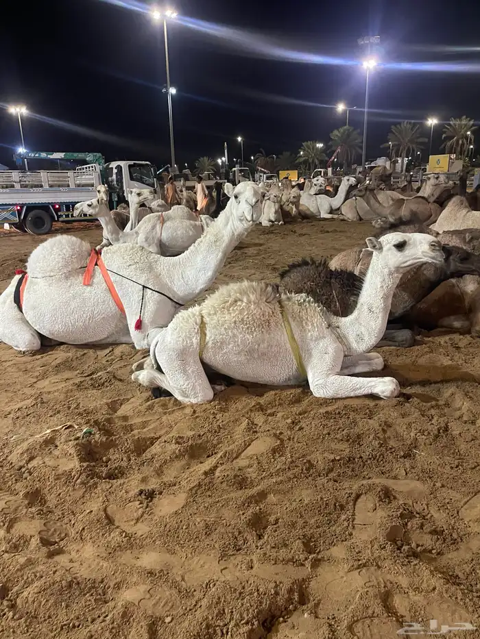 عشرا منتج طيبه 1