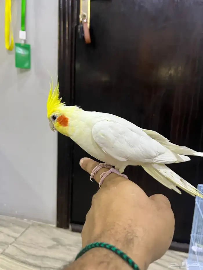 كروان اليف لاتينو 7