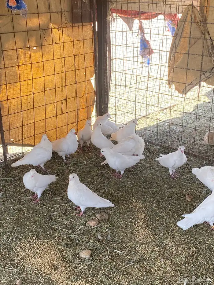 البيع حمام فرنسي ابيض 1